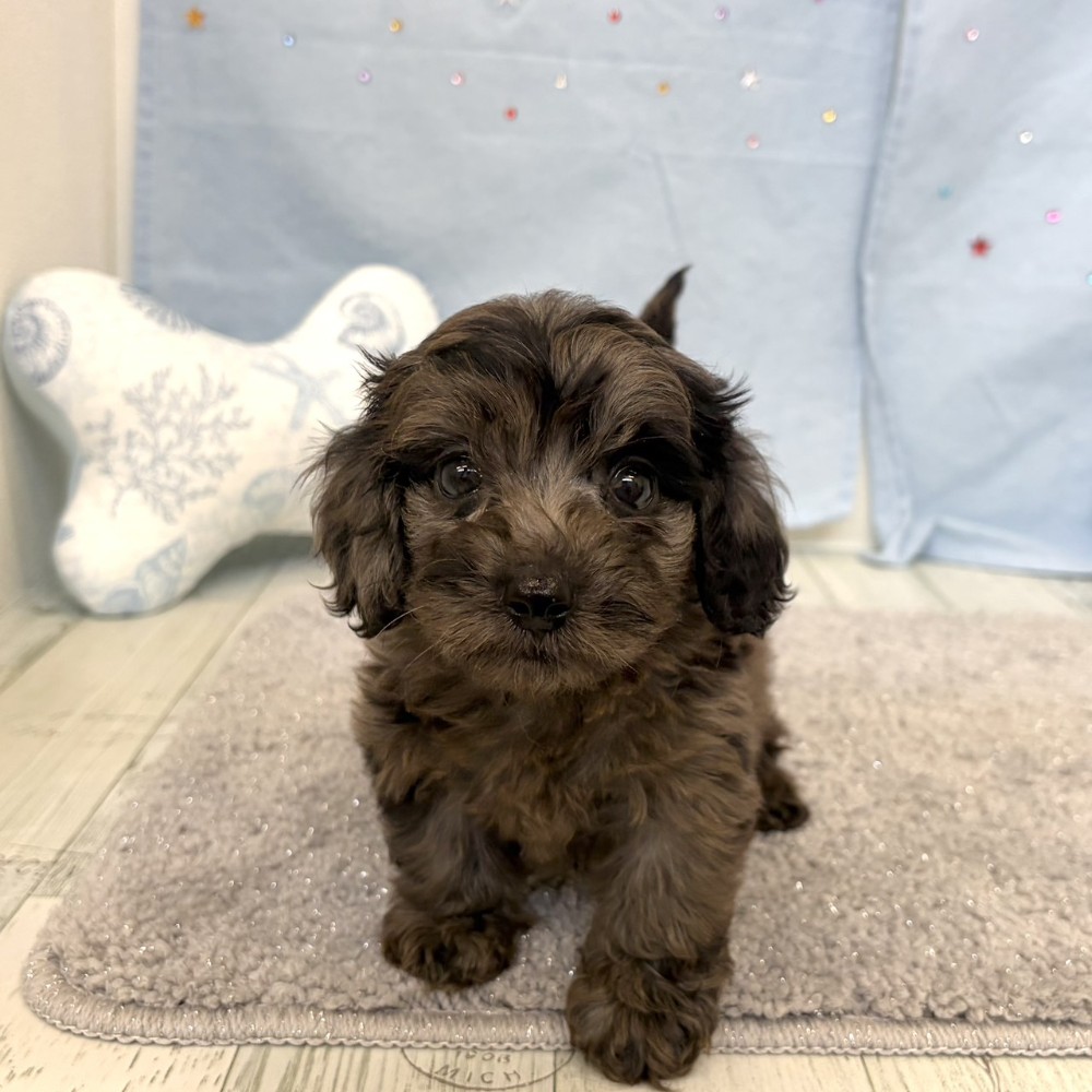 福岡県のダップー(ダックス×プードル) (犬の家＆猫の里シュロアモール筑紫野店/2026年5月23日生まれ/男の子/シルバーダップル)の子犬の1枚目の画像