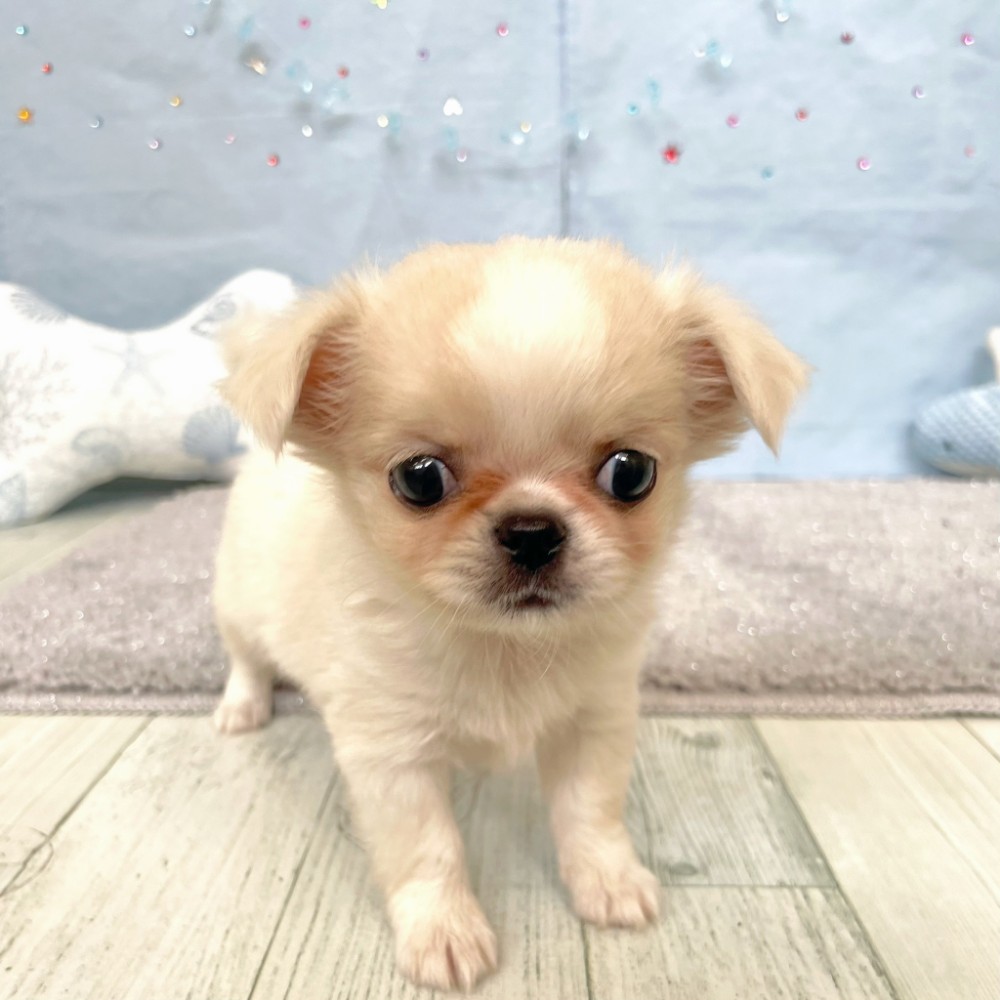 ハーフ犬女の子の写真