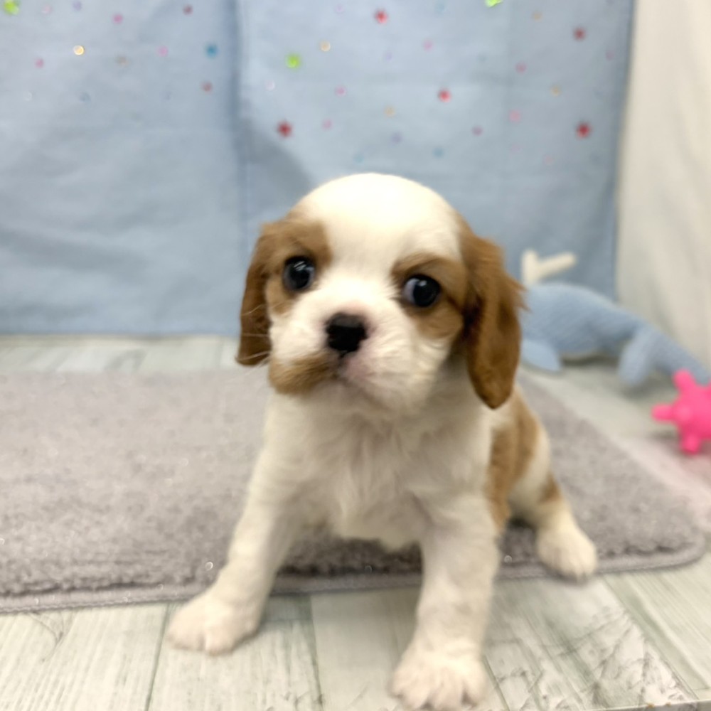 福岡県のキャバリアキングチャールズスパニエル (犬の家＆猫の里シュロアモール筑紫野店/2026年6月8日生まれ/男の子/ブレンハイム)の子犬の2枚目の画像