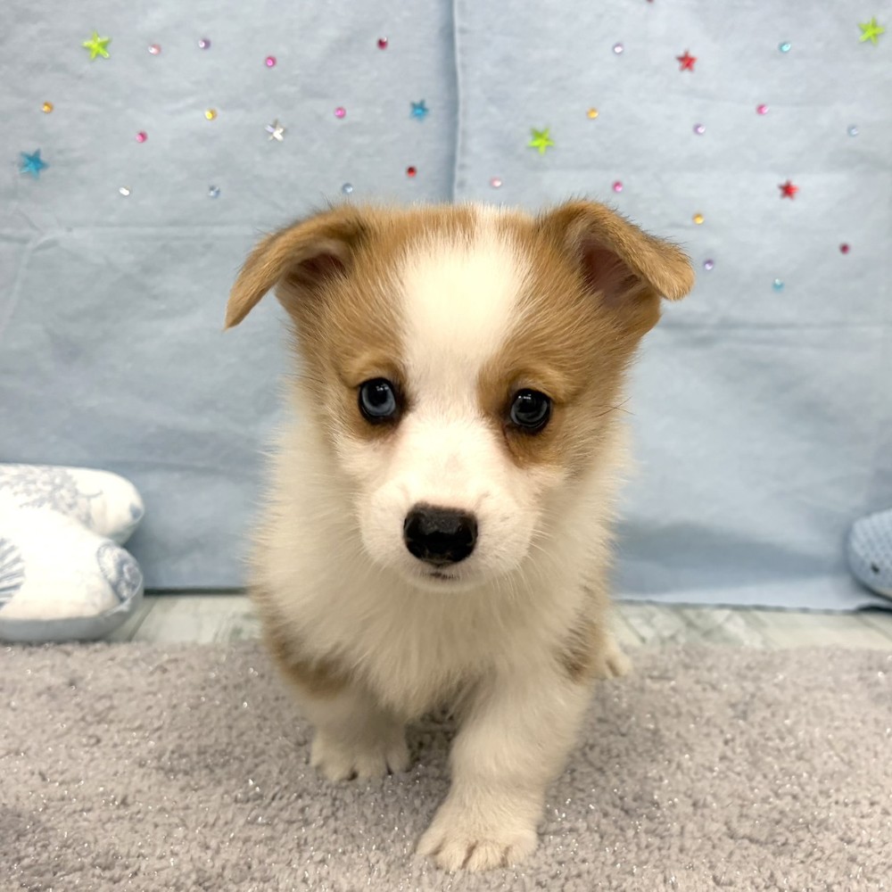 福岡県のウェルシュコーギーペンブローク (犬の家＆猫の里シュロアモール筑紫野店/2026年6月8日生まれ/男の子/レッドホワイト)の子犬の2枚目の画像