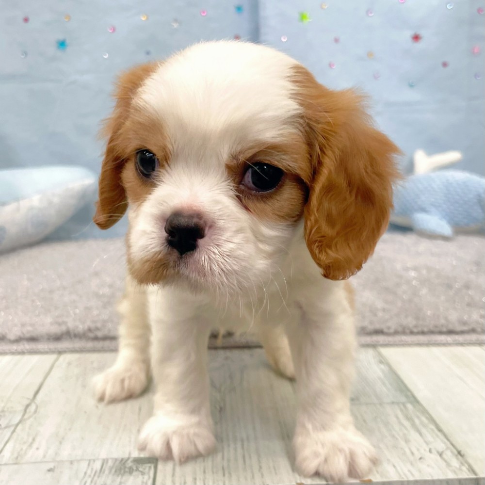 福岡県のキャバリアキングチャールズスパニエル (犬の家＆猫の里シュロアモール筑紫野店/2026年6月8日生まれ/男の子/ブレンハイム)の子犬の2枚目の画像
