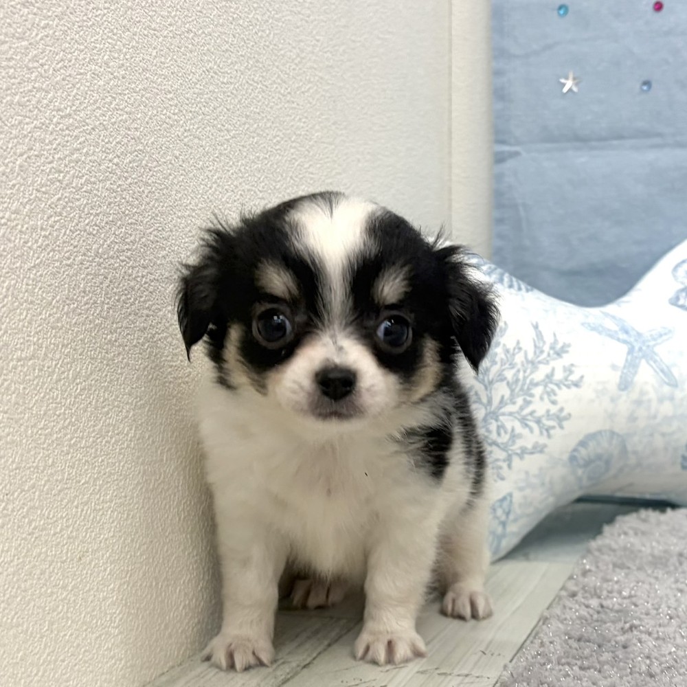 福岡県のチワワ(ロング) (犬の家＆猫の里シュロアモール筑紫野店/2026年6月15日生まれ/男の子/ホワイトブラック)の子犬の2枚目の画像