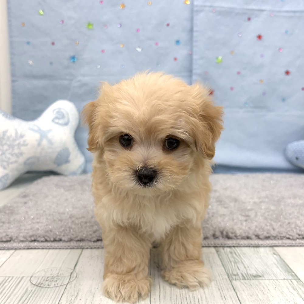 福岡県のマルプー(マルチーズ×プードル) (犬の家＆猫の里シュロアモール筑紫野店/2026年6月15日生まれ/男の子/アプリコット)の子犬の2枚目の画像
