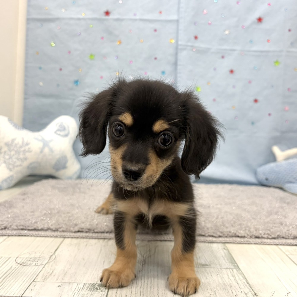 福岡県のチワックス(チワワ×ダックス) (犬の家＆猫の里シュロアモール筑紫野店/2026年6月15日生まれ/男の子/ブラックタン)の子犬の1枚目の画像