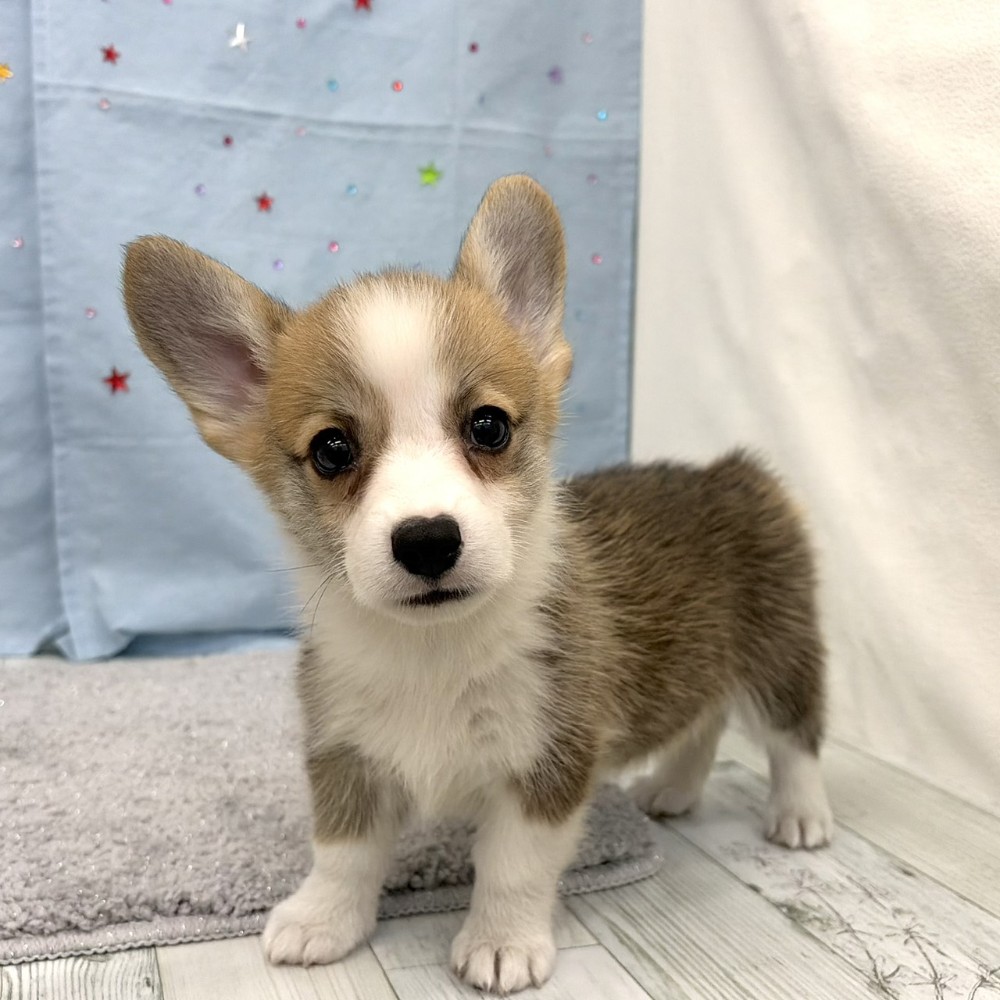 福岡県のウェルシュコーギーペンブローク (犬の家＆猫の里シュロアモール筑紫野店/2026年6月14日生まれ/女の子/レッドホワイト)の子犬の2枚目の画像
