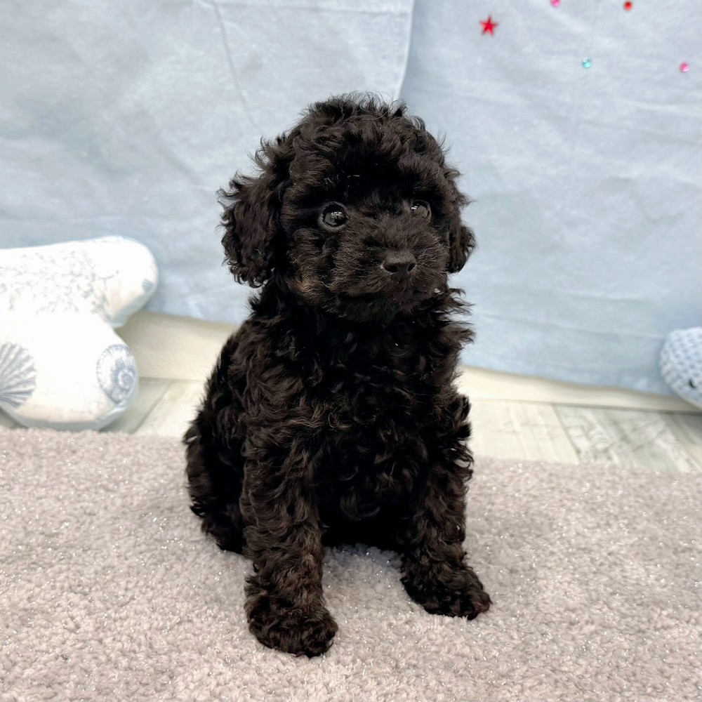 福岡県のトイプードル(トイ) (犬の家＆猫の里シュロアモール筑紫野店/2026年6月21日生まれ/男の子/ブラック)の子犬の2枚目の画像