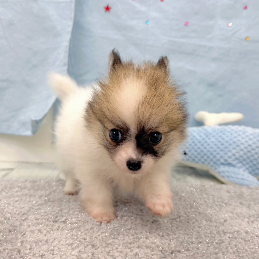 福岡県のポメチワ/チワポメ/ポメチー(ポメラニアン×チワワ) (犬の家＆猫の里シュロアモール筑紫野店/2026年6月22日生まれ/女の子/パーティーカラー)の子犬の2枚目の画像