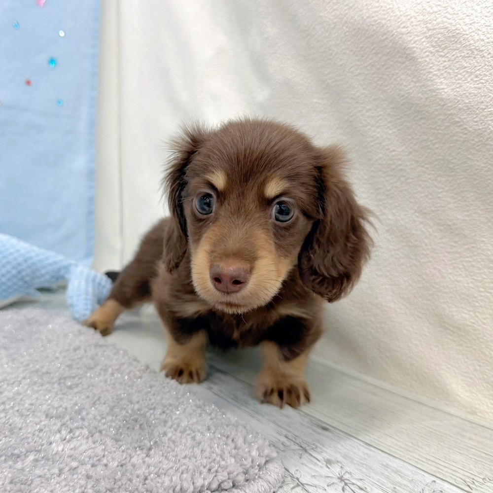 福岡県のカニンヘンダックスフンド(ロング) (犬の家＆猫の里シュロアモール筑紫野店/2026年6月20日生まれ/男の子/チョコレートタン)の子犬の2枚目の画像