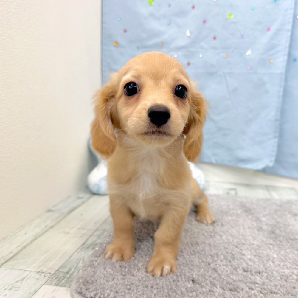 福岡県のチワックス(チワワ×ダックス) (犬の家＆猫の里シュロアモール筑紫野店/2026年6月17日生まれ/女の子/クリーム)の子犬の2枚目の画像