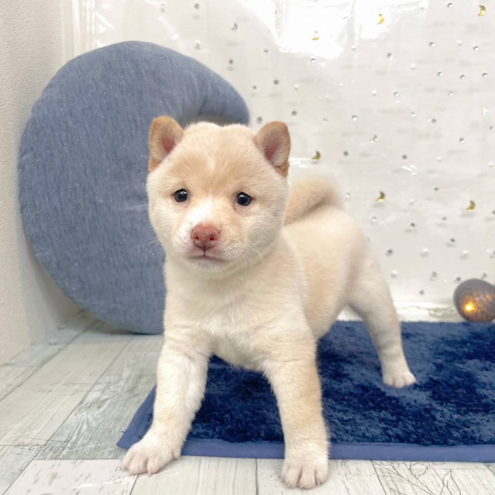 福岡県の豆柴 (犬の家＆猫の里シュロアモール筑紫野店/2026年7月6日生まれ/女の子/白)の子犬の1枚目の画像