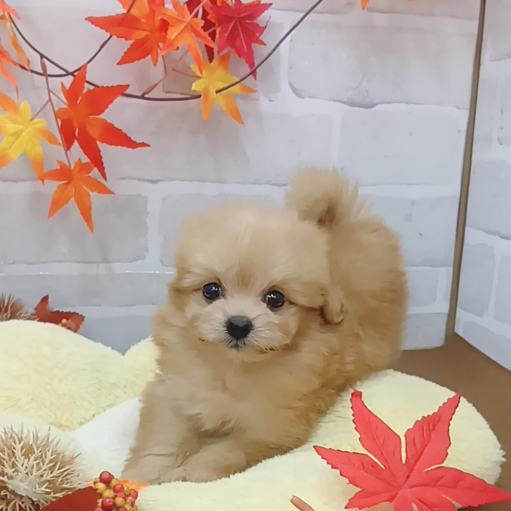 静岡県のポメプー(ポメラニアン×プードル) (犬の家＆猫の里プレ葉ウォーク浜北店/2025年7月21日生まれ/女の子/アプリコット)の子犬の2枚目の画像
