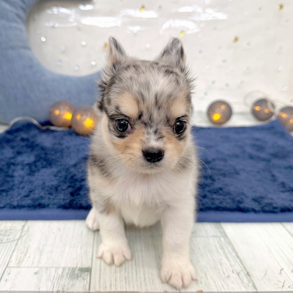 福岡県のチワワ(ロング) (犬の家＆猫の里シュロアモール筑紫野店/2026年7月14日生まれ/男の子/ブルーマールホワイト)の子犬の2枚目の画像