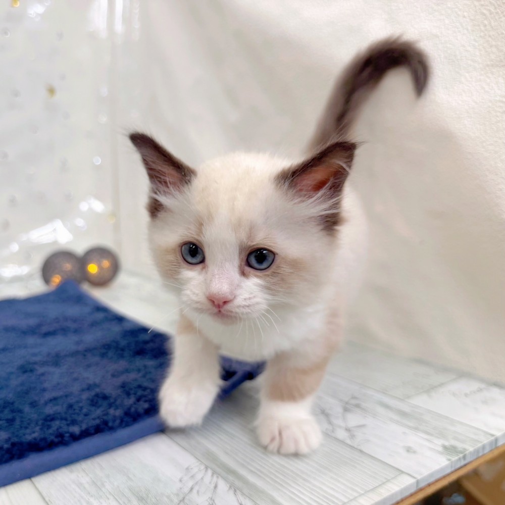 福岡県のラグドール (犬の家＆猫の里シュロアモール筑紫野店/2026年7月10日生まれ/男の子/シールポイントバイカラー)の子猫の2枚目の画像