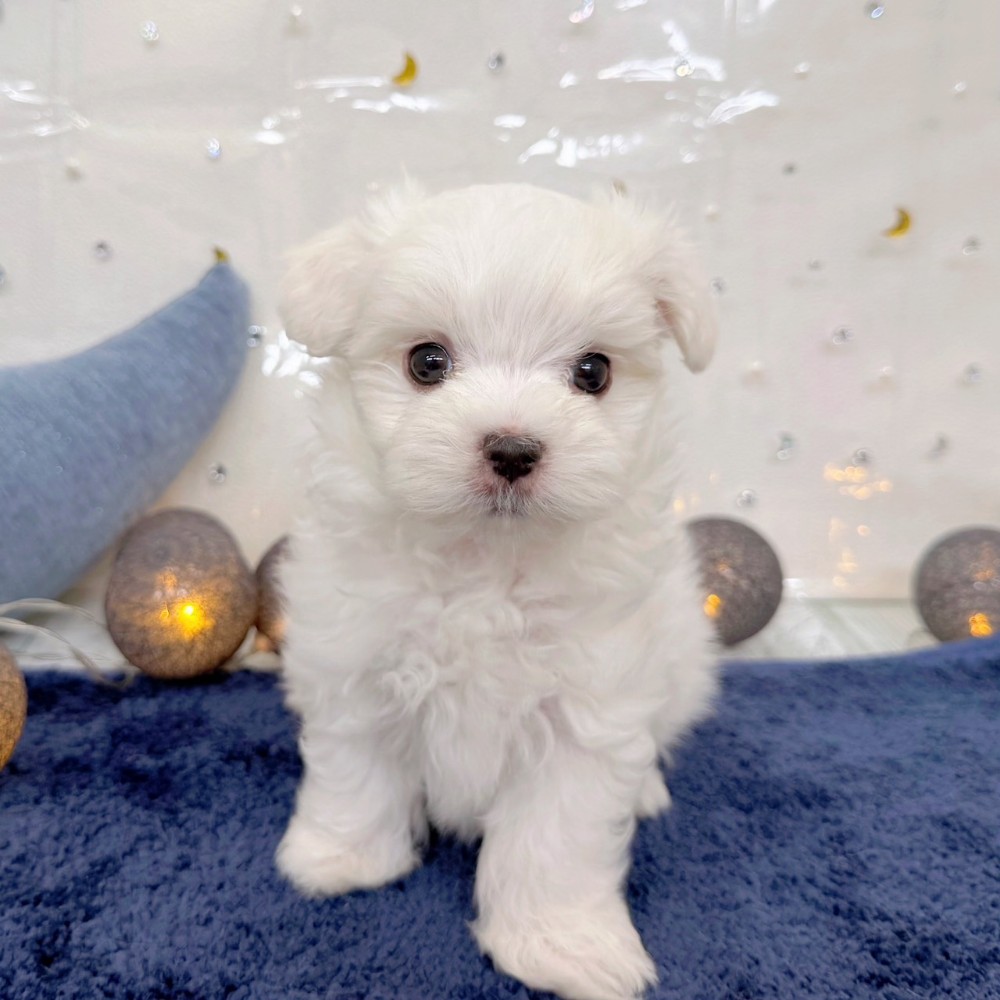 福岡県のマルチーズ (犬の家＆猫の里シュロアモール筑紫野店/2026年7月13日生まれ/男の子/ホワイト)の子犬の2枚目の画像