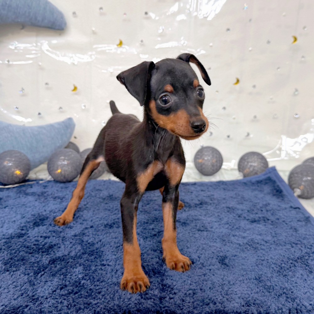 福岡県のミニチュアピンシャー (犬の家＆猫の里シュロアモール筑紫野店/2026年7月11日生まれ/女の子/ブラックタン)の子犬の2枚目の画像
