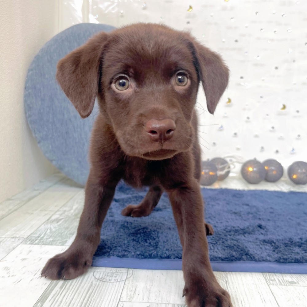 福岡県のラブラドールレトリーバー (犬の家＆猫の里シュロアモール筑紫野店/2026年7月19日生まれ/男の子/チョコレート)の子犬の2枚目の画像