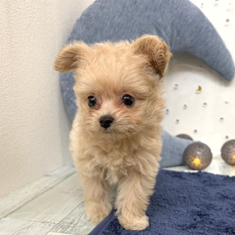 福岡県のポメプー(ポメラニアン×プードル) (犬の家＆猫の里シュロアモール筑紫野店/2026年7月20日生まれ/女の子/クリーム)の子犬の2枚目の画像