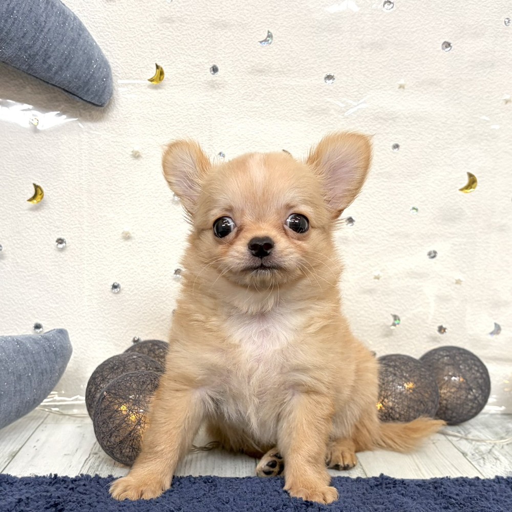 福岡県のチワワ(ロング) (犬の家＆猫の里シュロアモール筑紫野店/2026年7月16日生まれ/男の子/ゴールドホワイト)の子犬の2枚目の画像