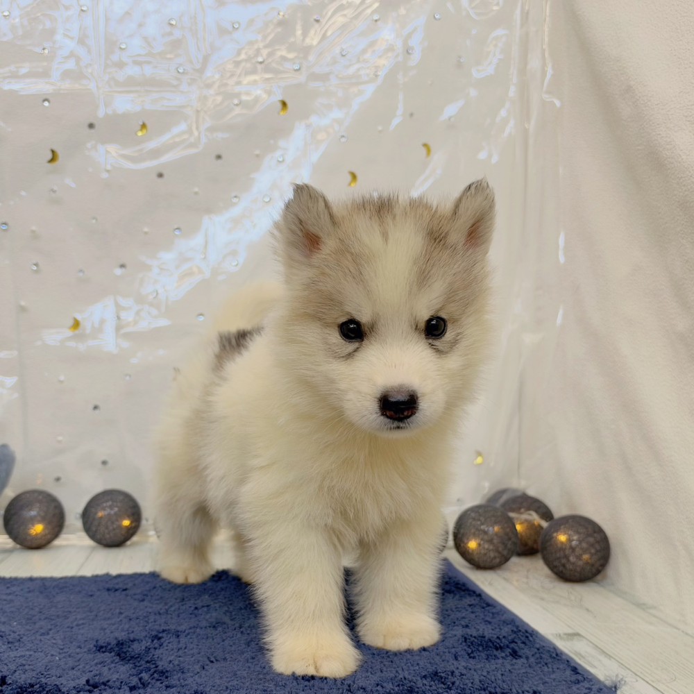 福岡県のシベリアンハスキー (犬の家＆猫の里シュロアモール筑紫野店/2026年7月27日生まれ/男の子/シルバーホワイト)の子犬の1枚目の画像