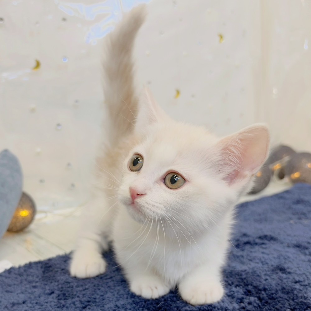 福岡県のマンチカン (犬の家＆猫の里シュロアモール筑紫野店/2026年7月20日生まれ/男の子/クリームホワイト)の子猫の2枚目の画像