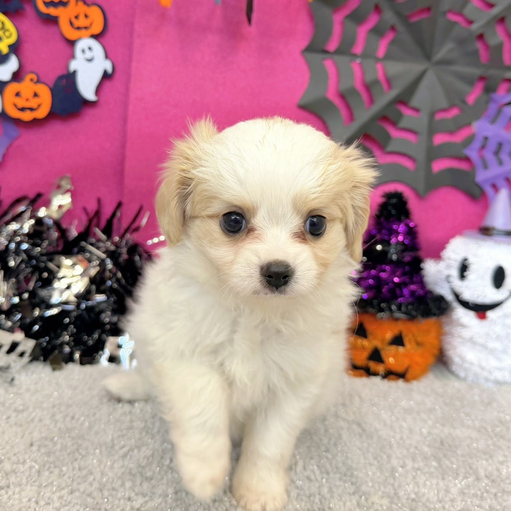 福岡県のハーフ犬・ミックス犬 (犬の家＆猫の里シュロアモール筑紫野店/2026年7月31日生まれ/女の子/ホワイトクリーム)の子犬の2枚目の画像