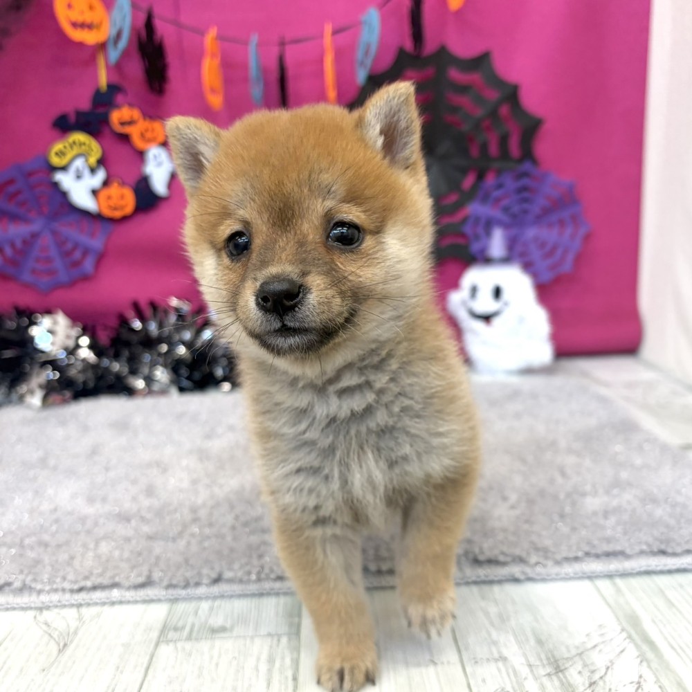 福岡県の豆柴 (犬の家＆猫の里シュロアモール筑紫野店/2026年8月2日生まれ/男の子/赤)の子犬の2枚目の画像