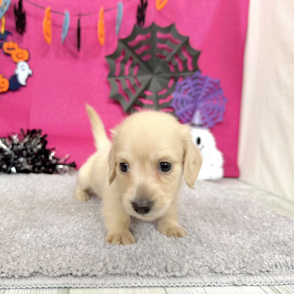 福岡県のミニチュアダックスフンド(ロング) (犬の家＆猫の里シュロアモール筑紫野店/2026年8月10日生まれ/男の子/イエロー)の子犬の2枚目の画像