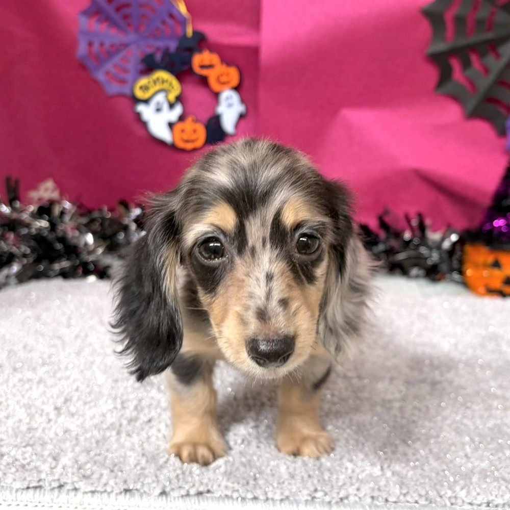 福岡県のミニチュアダックスフンド(ロング) (犬の家＆猫の里シュロアモール筑紫野店/2026年8月18日生まれ/女の子/シルバーダップル)の子犬の1枚目の画像