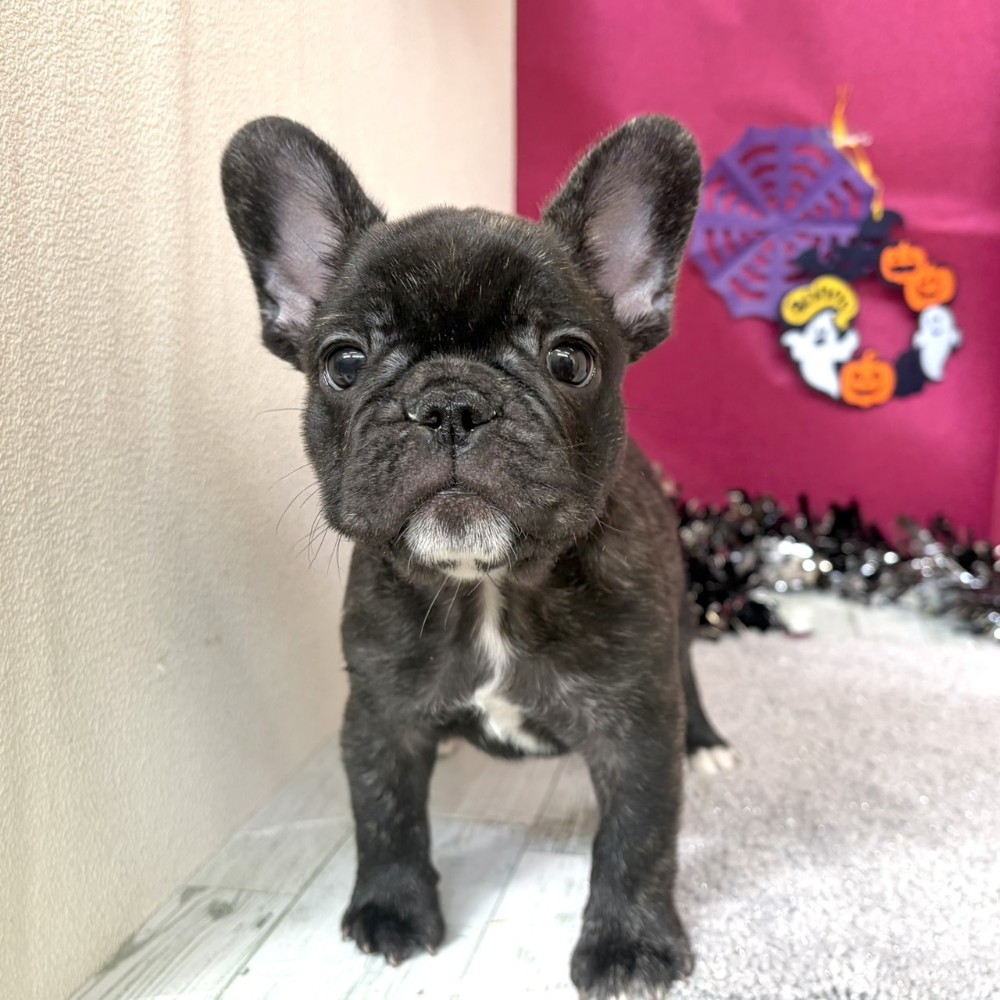 福岡県のフレンチブルドッグ (犬の家＆猫の里シュロアモール筑紫野店/2026年8月14日生まれ/男の子/ブリンドル)の子犬の1枚目の画像
