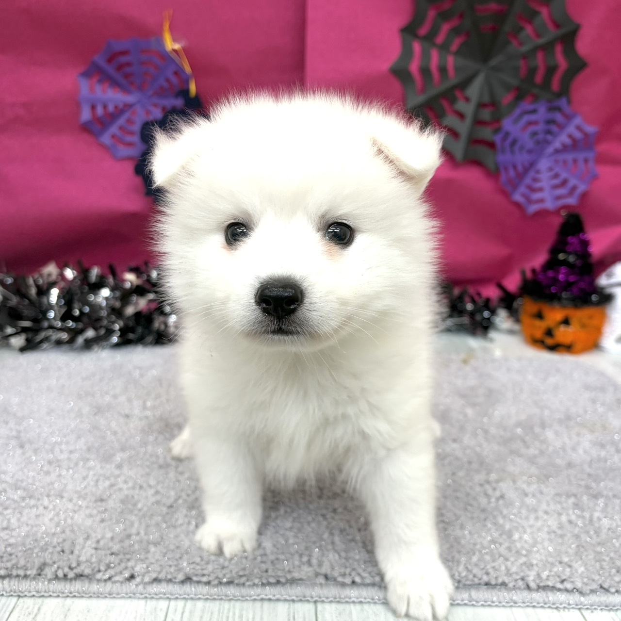 福岡県の日本スピッツ (犬の家＆猫の里シュロアモール筑紫野店/2026年8月17日生まれ/男の子/ホワイト)の子犬の2枚目の画像