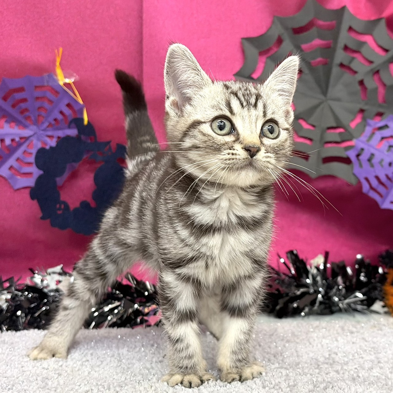 福岡県のアメリカンショートヘアー (犬の家＆猫の里シュロアモール筑紫野店/2026年8月15日生まれ/女の子/シルバータビー)の子猫の2枚目の画像