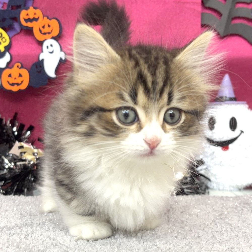 福岡県のミヌエット (犬の家＆猫の里シュロアモール筑紫野店/2026年8月16日生まれ/女の子/ブラウンタビーホワイト)の子猫の2枚目の画像