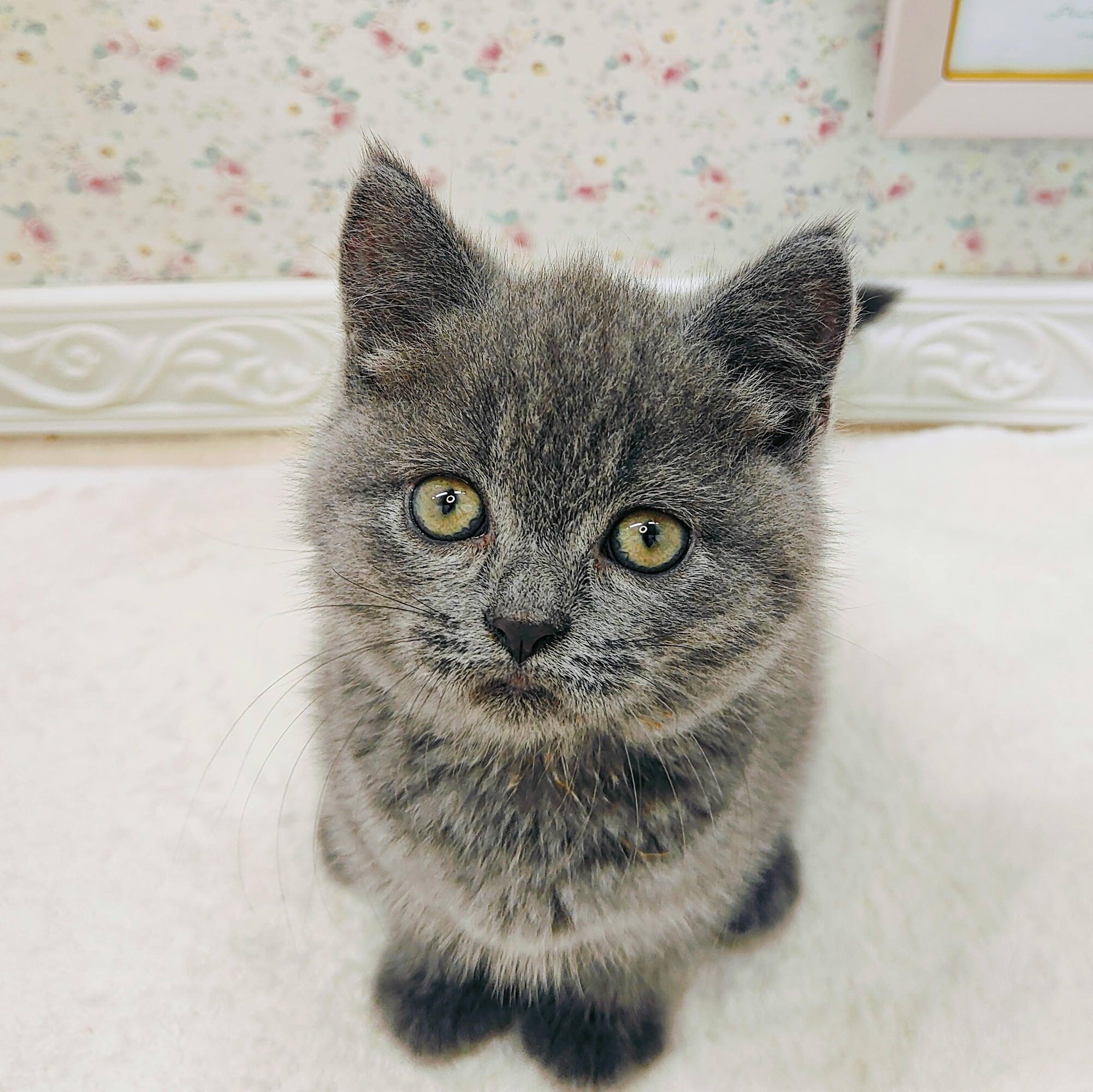 石川県のブリティッシュショートヘアー (犬の家＆猫の里アミーゴ金沢有松店/2025年7月14日生まれ/女の子/ブルー)の子猫