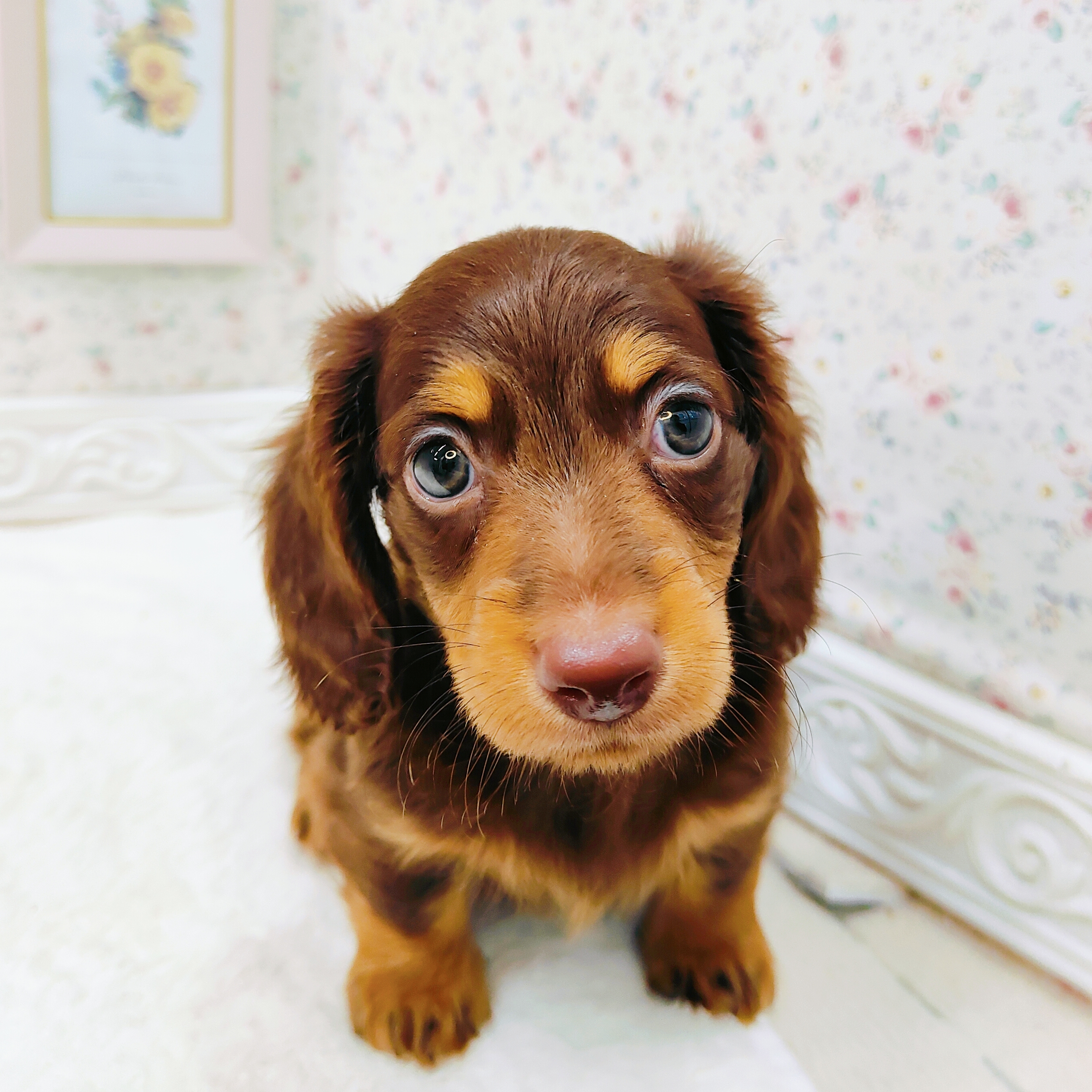 石川県のミニチュアダックスフンド(ロング) (犬の家＆猫の里アミーゴ金沢有松店/2025年7月11日生まれ/男の子/チョコレートタン)の子犬の2枚目の画像