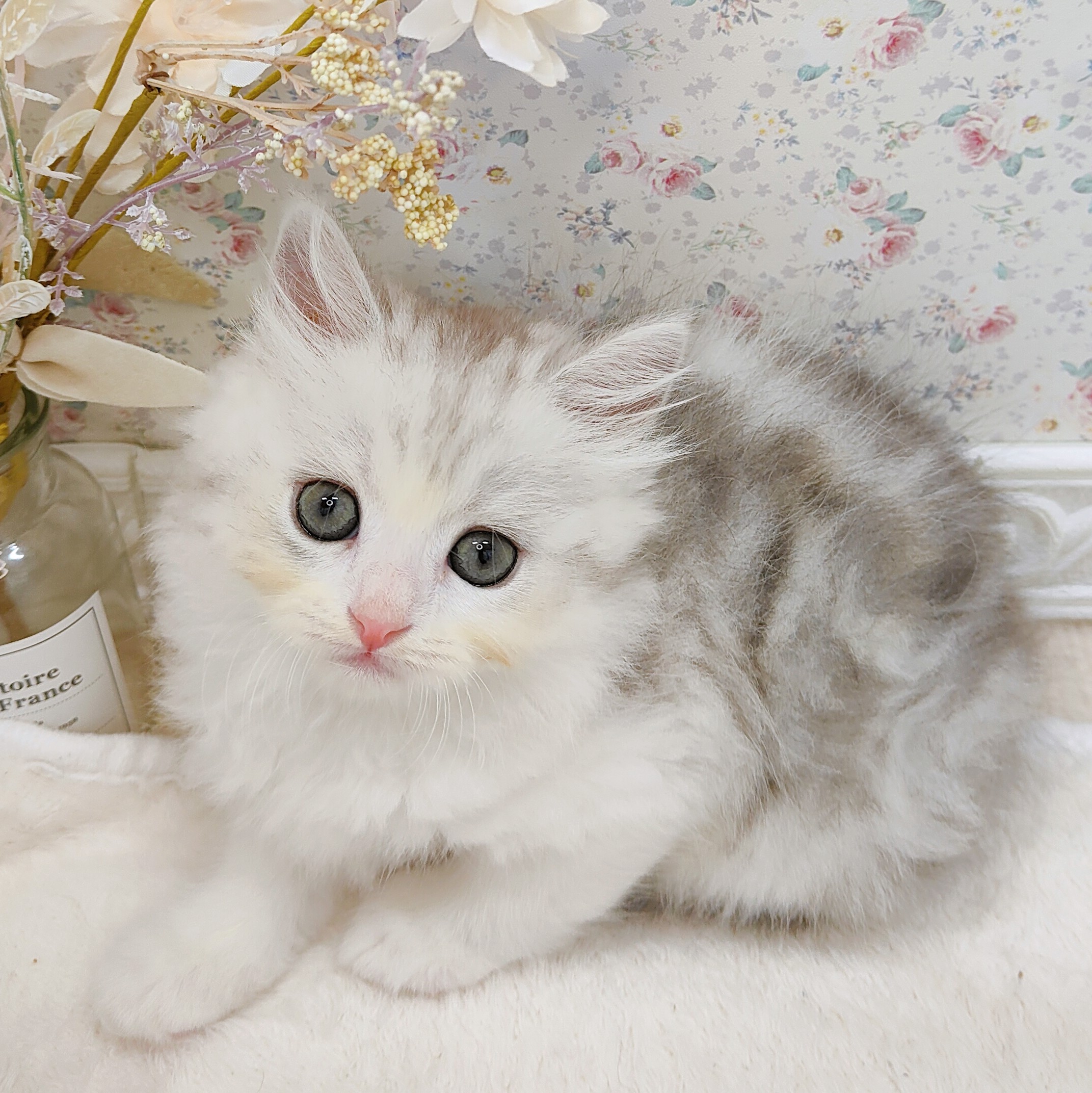 石川県のミヌエット (犬の家＆猫の里アミーゴ金沢有松店/2025年7月22日生まれ/男の子/シルバータビーホワイト)の子猫の1枚目の画像