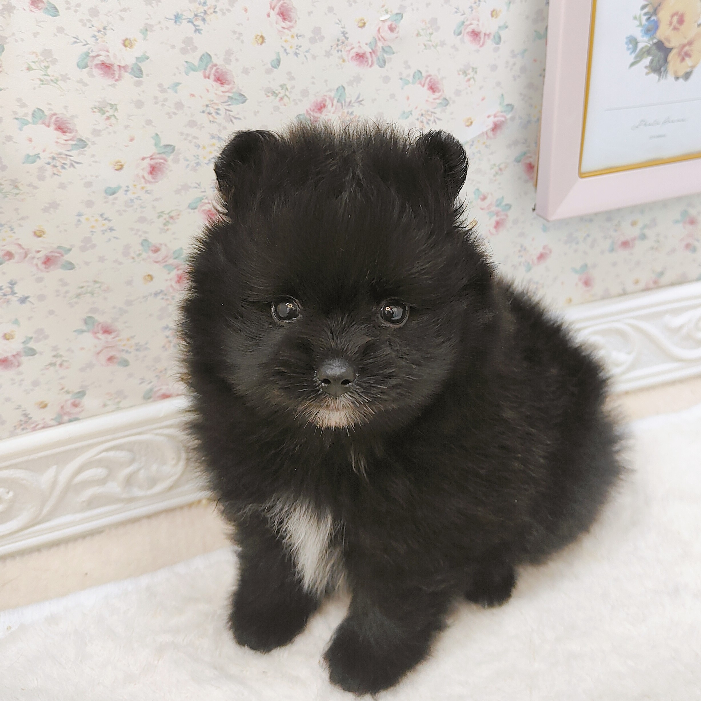 石川県のポメラニアン (犬の家＆猫の里アミーゴ金沢有松店/2025年7月22日生まれ/男の子/ブラックタンホワイト)の子犬の1枚目の画像