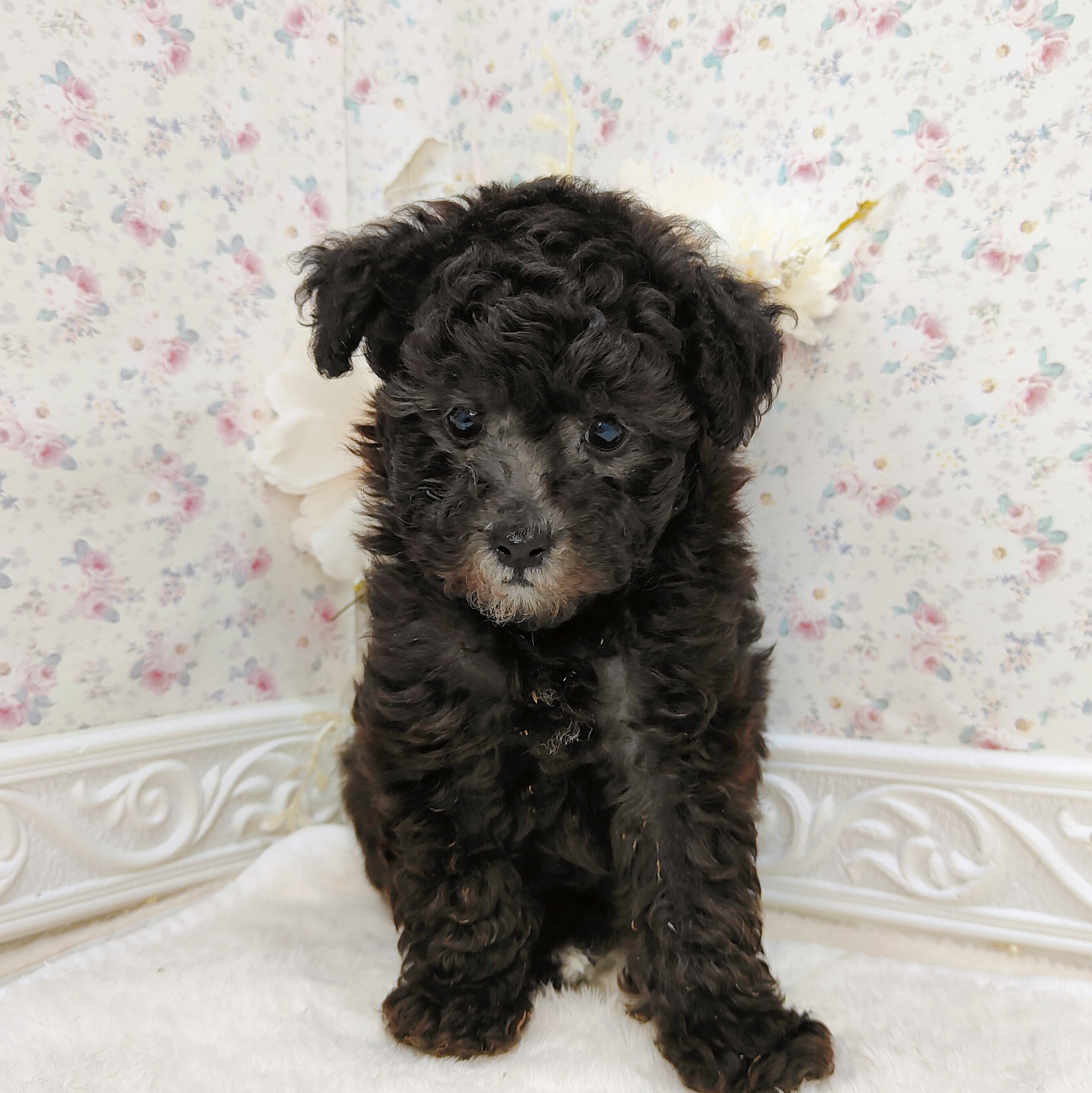 石川県のトイプードル(トイ) (犬の家＆猫の里アミーゴ金沢有松店/2025年7月26日生まれ/男の子/シルバー)の子犬の2枚目の画像