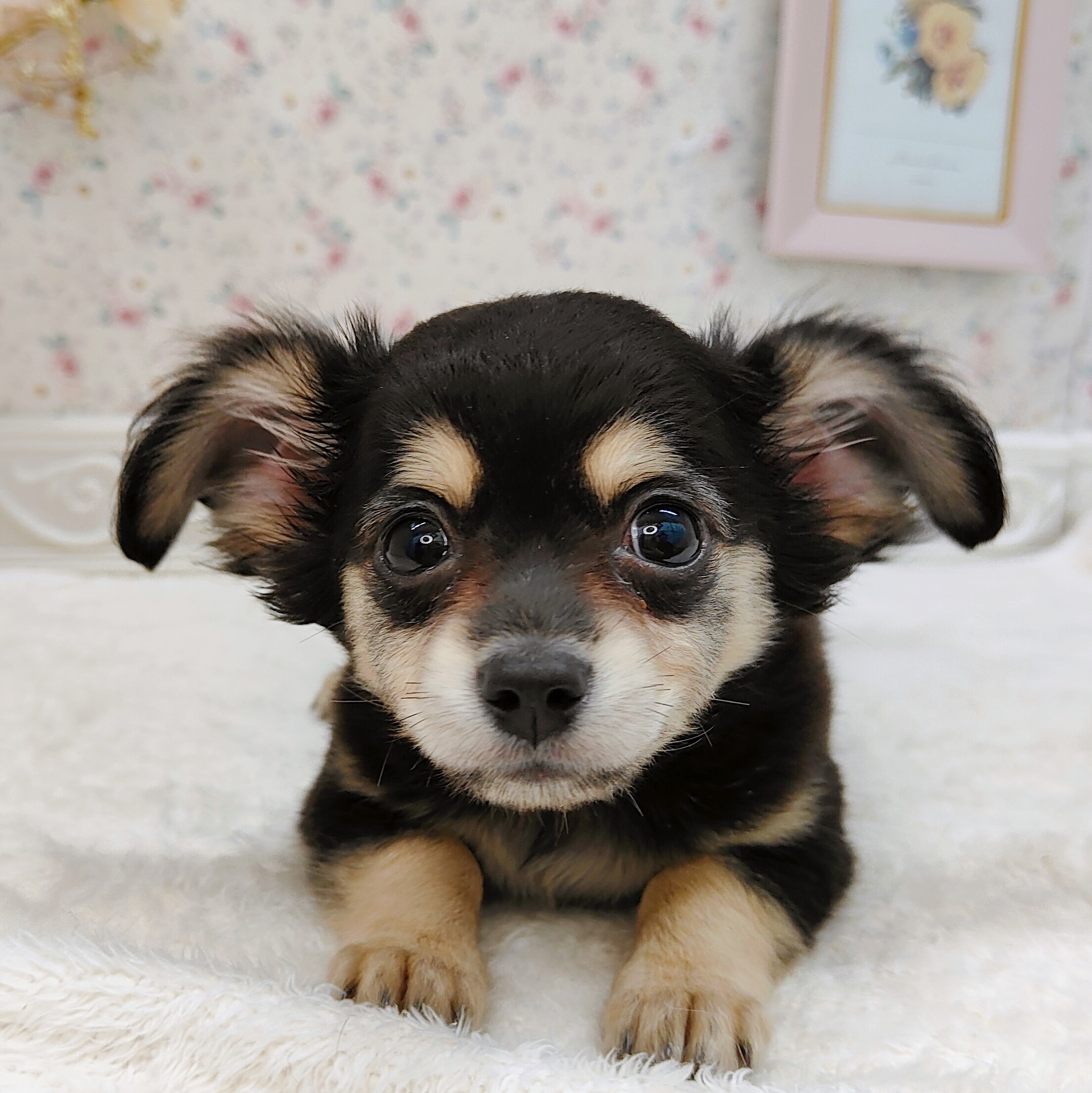 石川県のチワックス(チワワ×ダックス) (犬の家＆猫の里アミーゴ金沢有松店/2025年7月26日生まれ/女の子/ブラッククリーム)の子犬の1枚目の画像