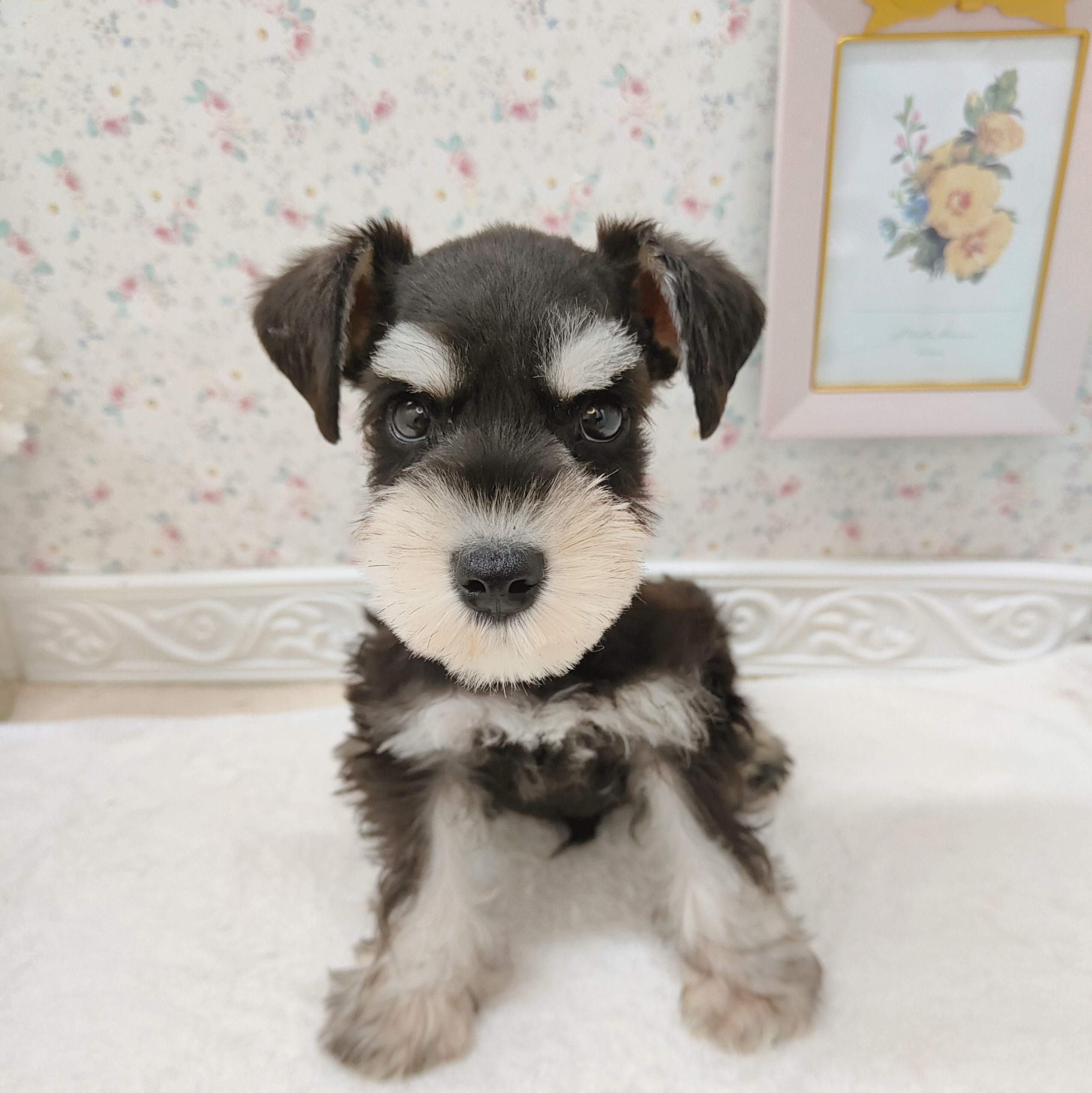 石川県のミニチュアシュナウザー (犬の家＆猫の里アミーゴ金沢有松店/2025年7月28日生まれ/男の子/ブラックシルバー)の子犬の2枚目の画像