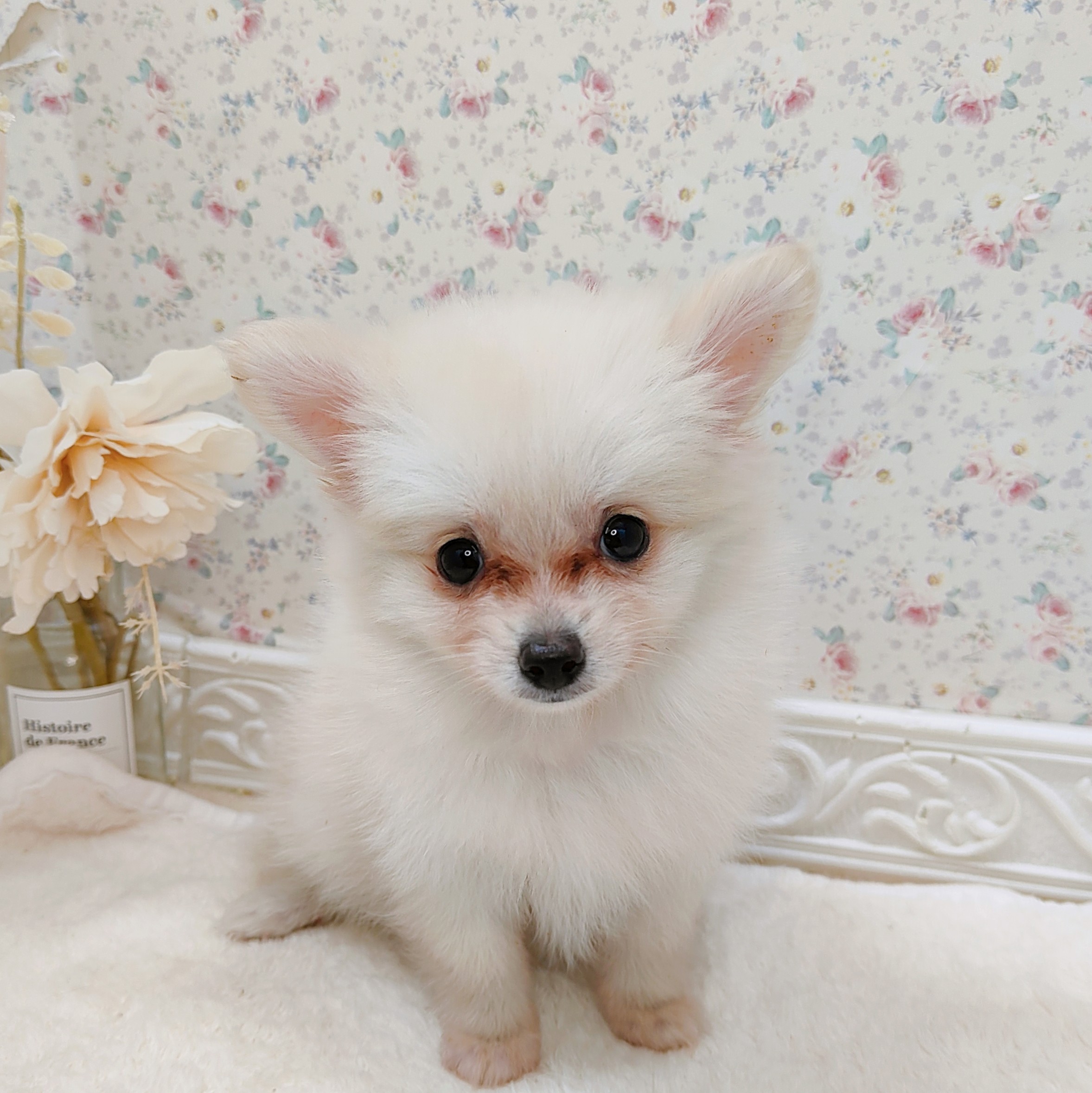 石川県のポメチワ/チワポメ/ポメチー(ポメラニアン×チワワ) (犬の家＆猫の里アミーゴ金沢有松店/2025年8月1日生まれ/女の子/クリーム)の子犬