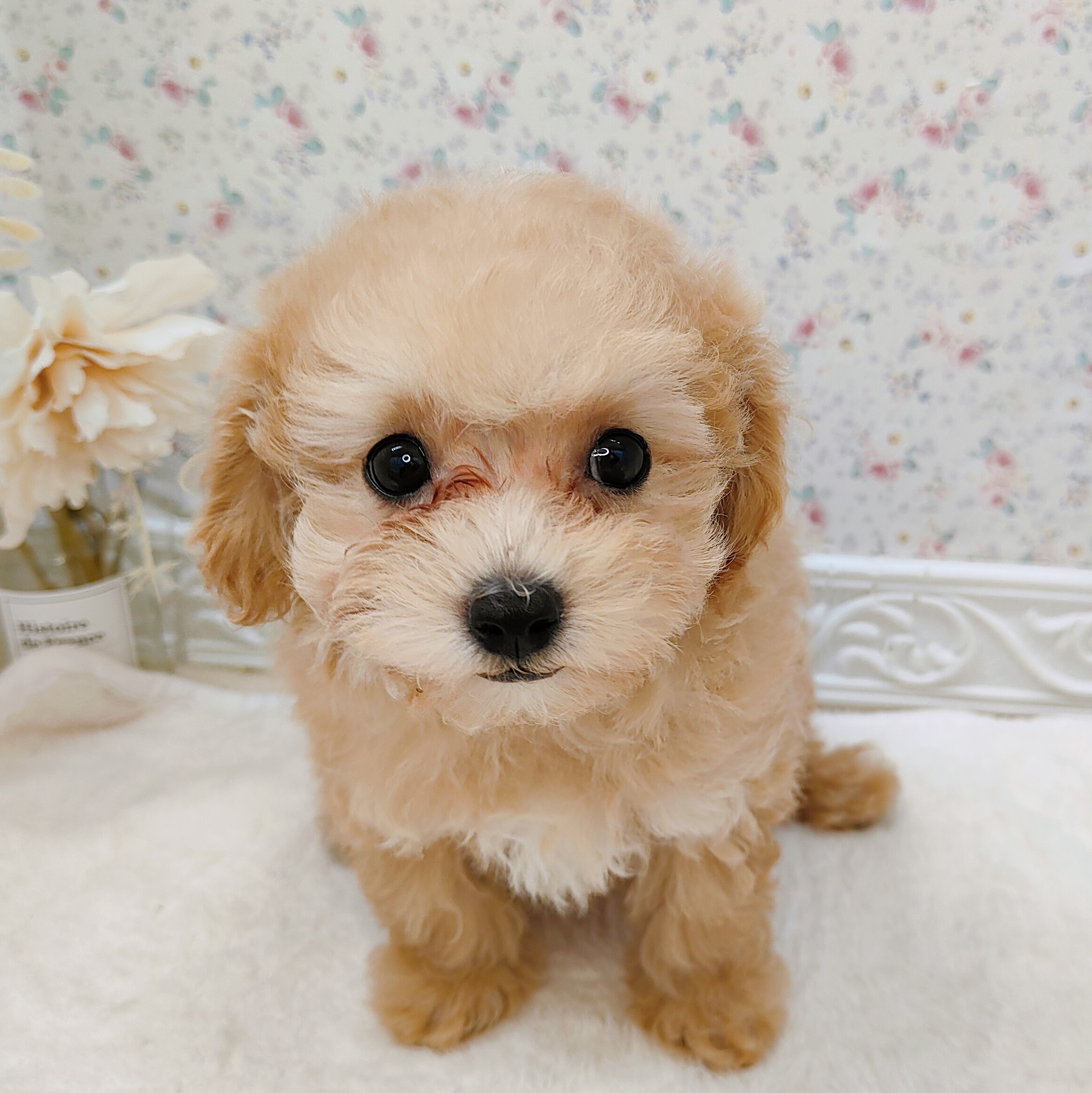 石川県のマルプー(マルチーズ×プードル) (犬の家＆猫の里アミーゴ金沢有松店/2025年8月5日生まれ/女の子/クリームホワイト)の子犬の2枚目の画像