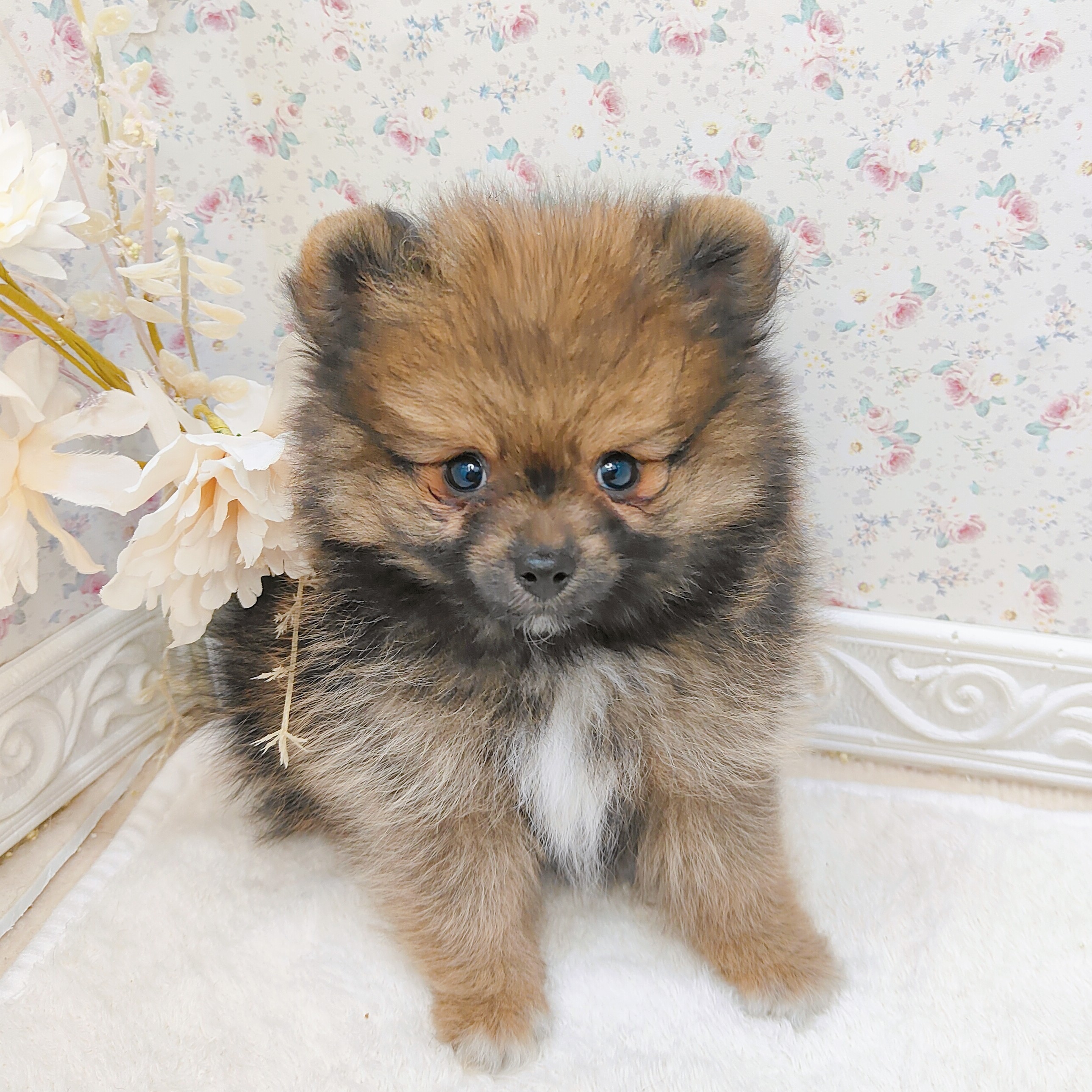 石川県のポメラニアン (犬の家＆猫の里アミーゴ金沢有松店/2025年8月1日生まれ/女の子/オレンジセーブル)の子犬の1枚目の画像