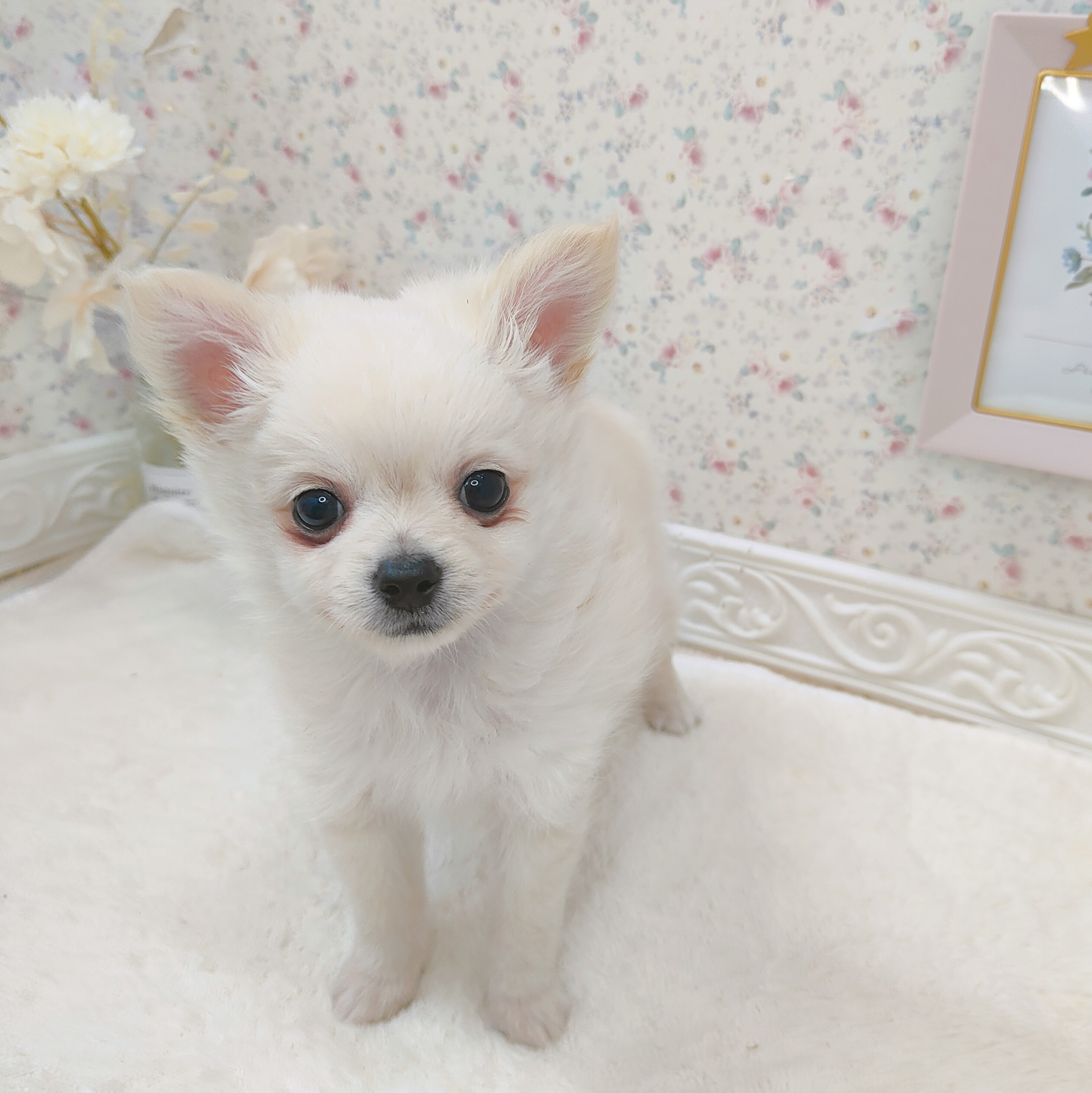 石川県のポメチワ/チワポメ/ポメチー(ポメラニアン×チワワ) (犬の家＆猫の里アミーゴ金沢有松店/2025年7月31日生まれ/男の子/クリーム)の子犬の2枚目の画像