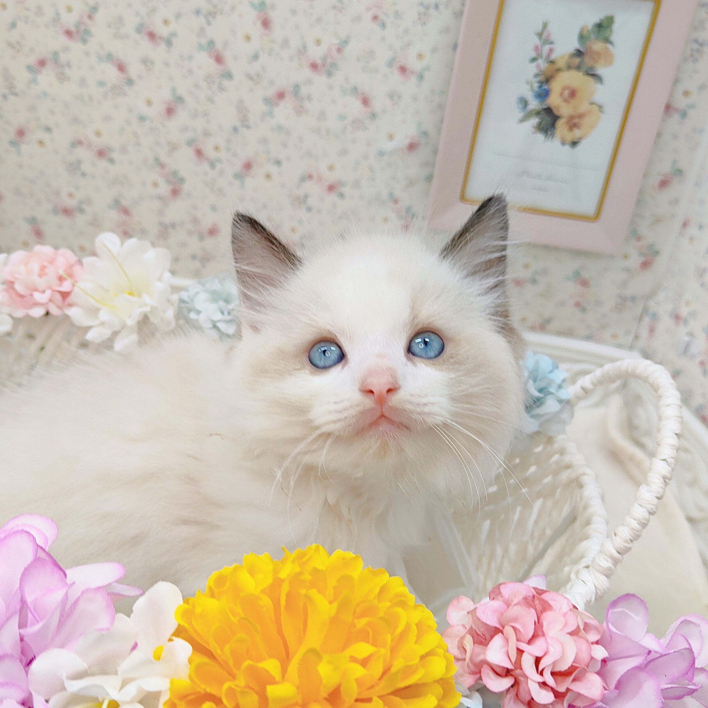 石川県のラグドール (犬の家&猫の里アミーゴ金沢有松店/2025年8月17日生まれ/男の子/シールポイントバイカラー)の子猫の1枚目の画像