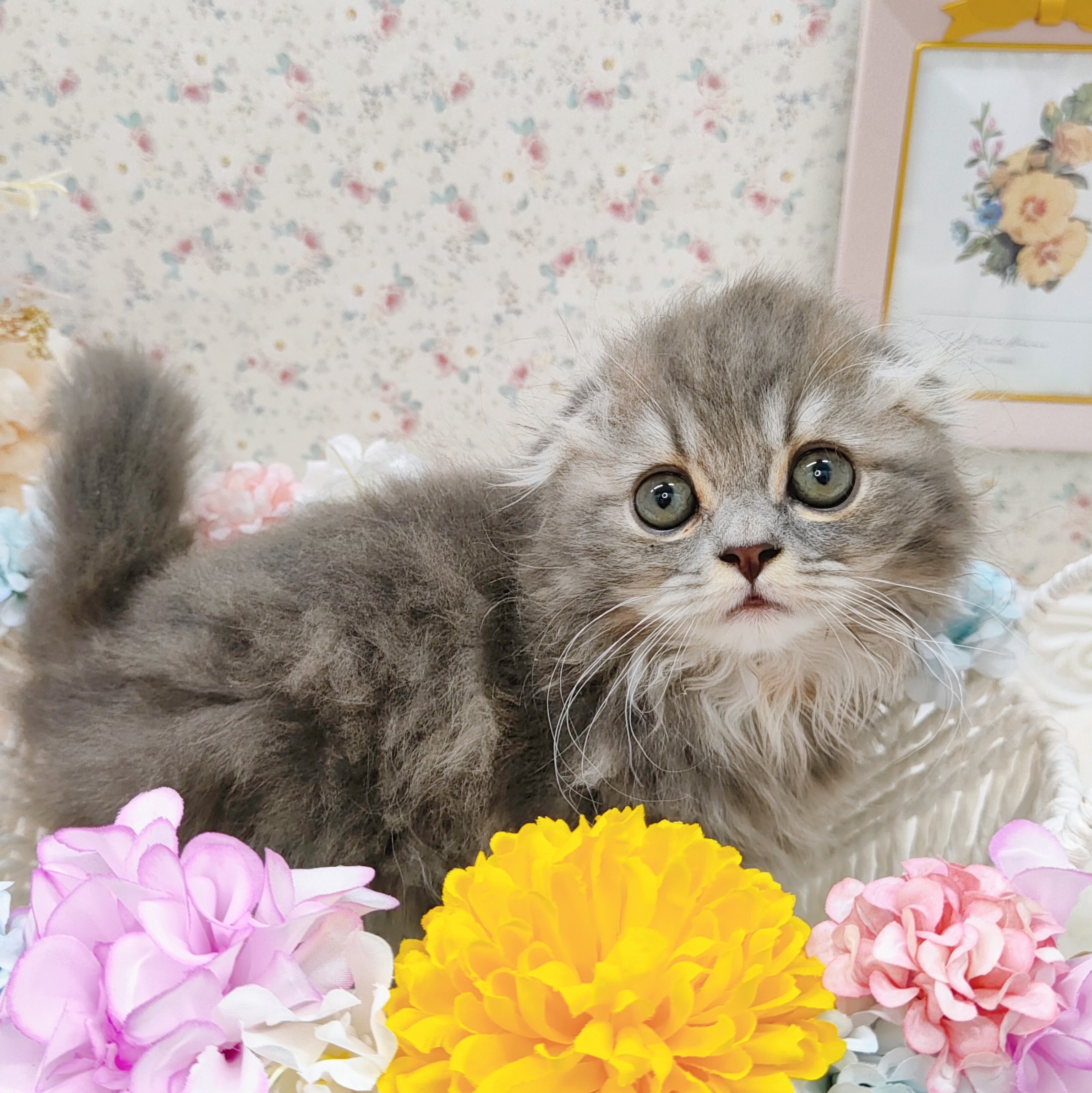 石川県のスコティッシュフォールド (犬の家＆猫の里アミーゴ金沢有松店/2025年8月18日生まれ/女の子/ブルーパッチドタビー)の子猫の1枚目の画像
