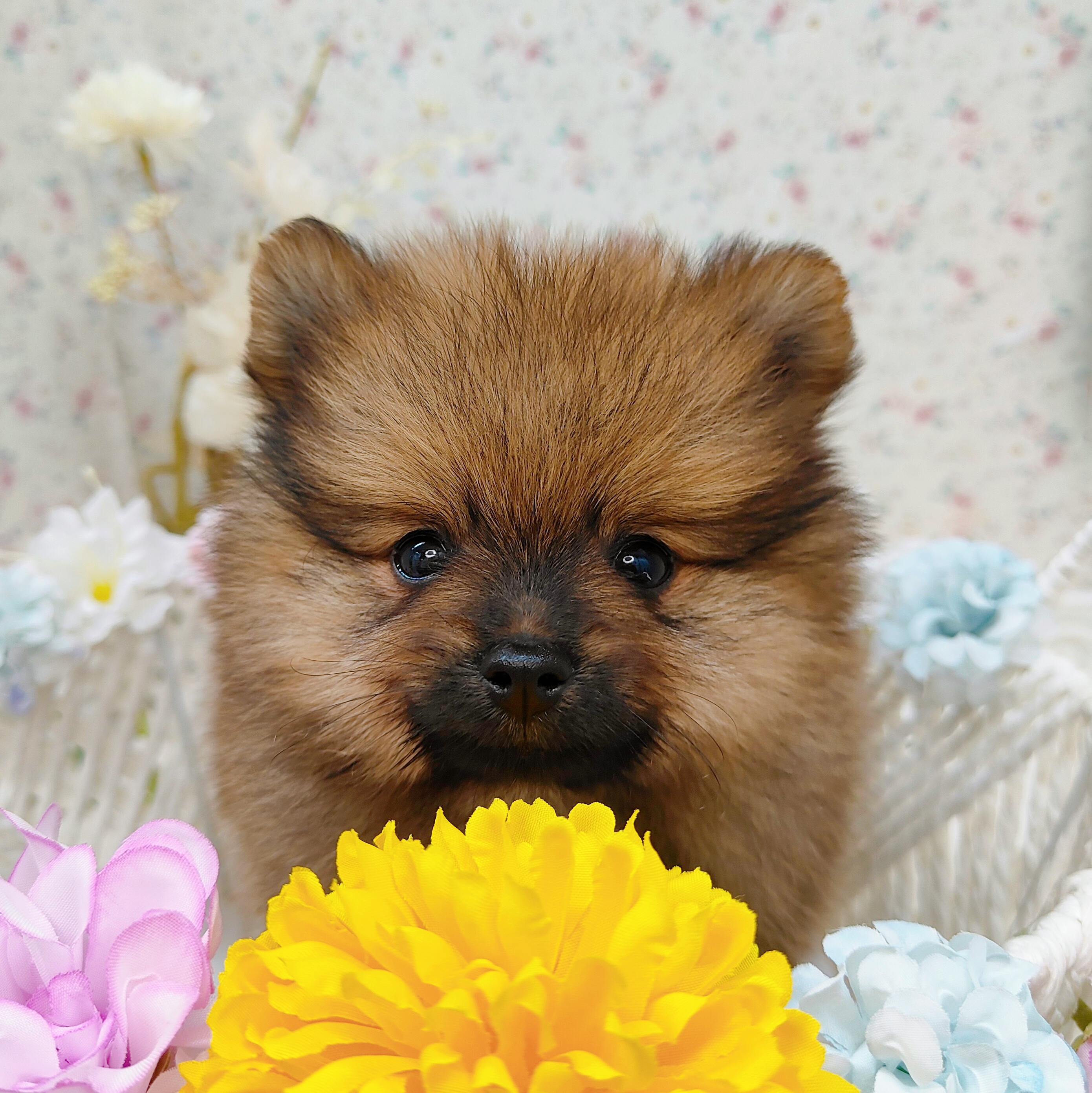 石川県のポメラニアン (犬の家＆猫の里アミーゴ金沢有松店/2025年8月30日生まれ/女の子/オレンジ)の子犬