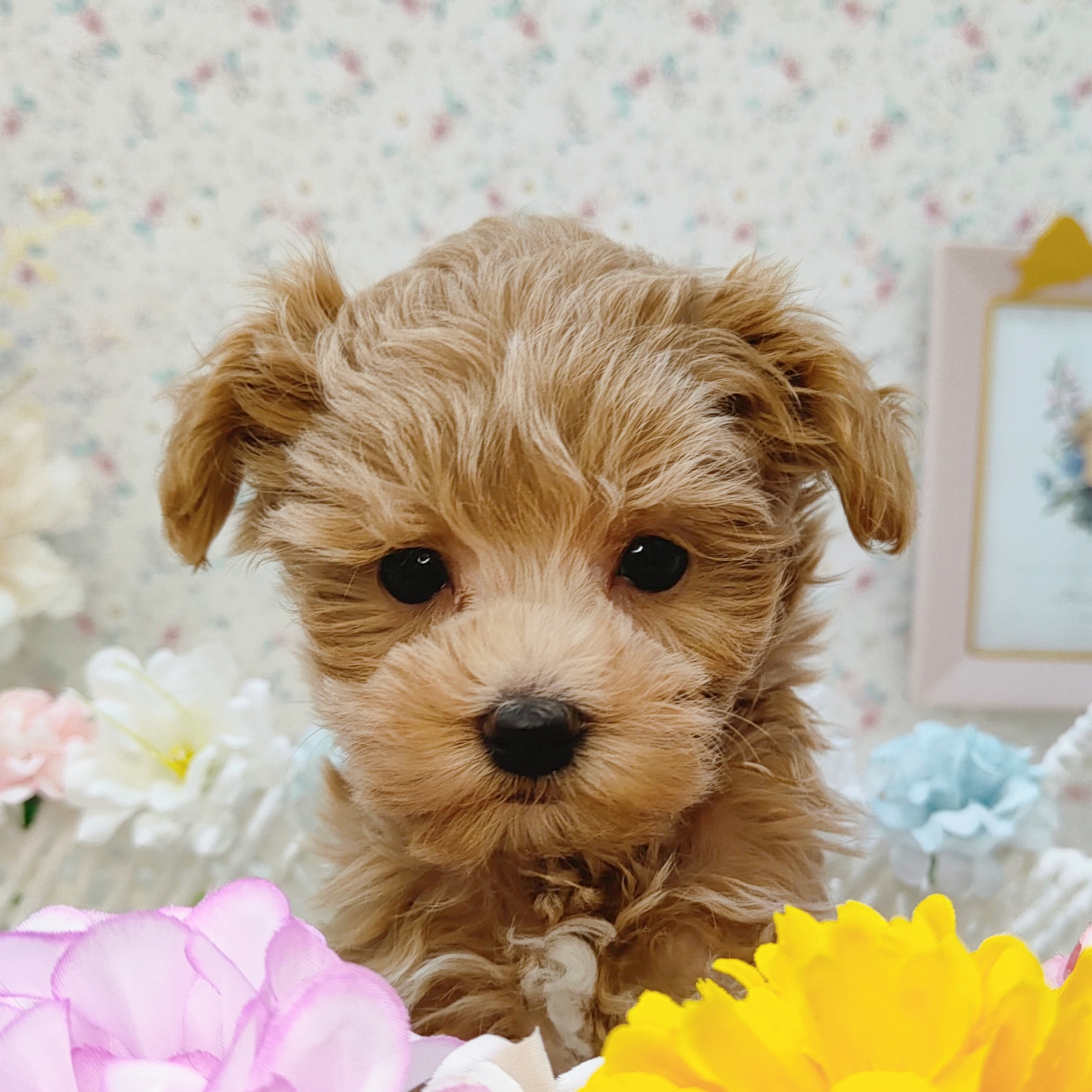 石川県のマルプー(マルチーズ×プードル) (犬の家＆猫の里アミーゴ金沢有松店/2025年8月26日生まれ/男の子/レッド)の子犬