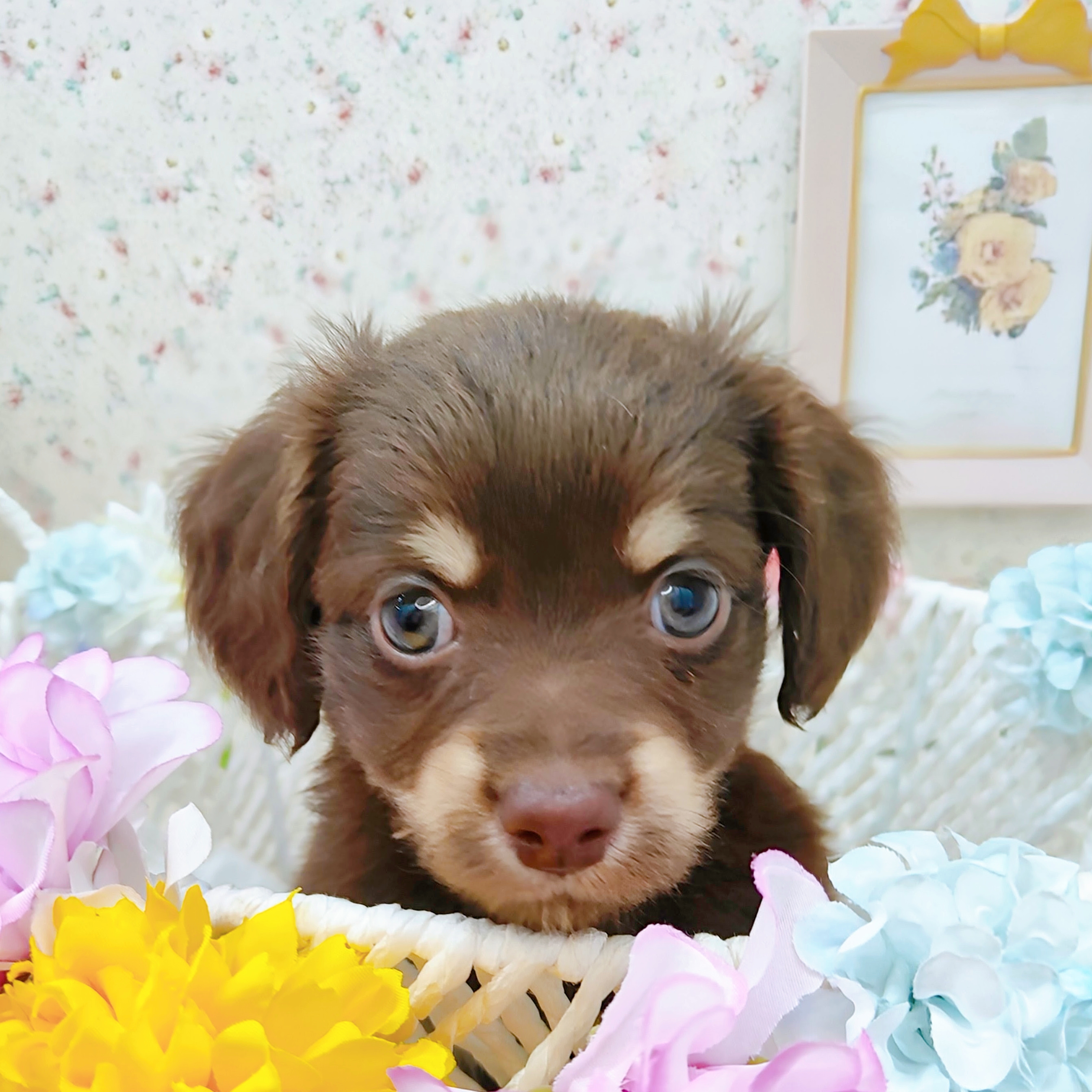 石川県のチワックス(チワワ×ダックス) (犬の家＆猫の里アミーゴ金沢有松店/2025年9月14日生まれ/男の子/チョコレートタン)の子犬の1枚目の画像