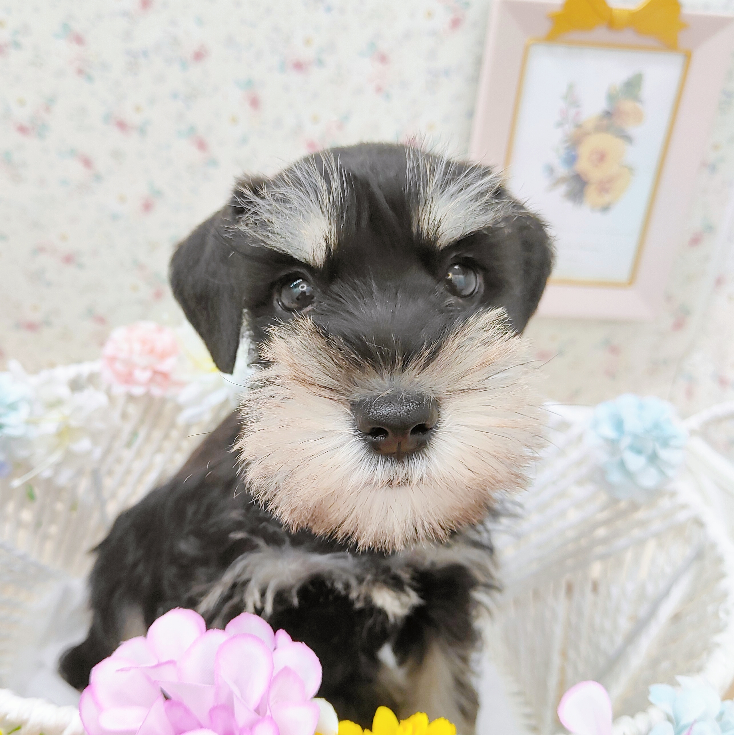 石川県のミニチュアシュナウザー (犬の家＆猫の里アミーゴ金沢有松店/2025年9月13日生まれ/男の子/ブラックシルバー)の子犬の1枚目の画像