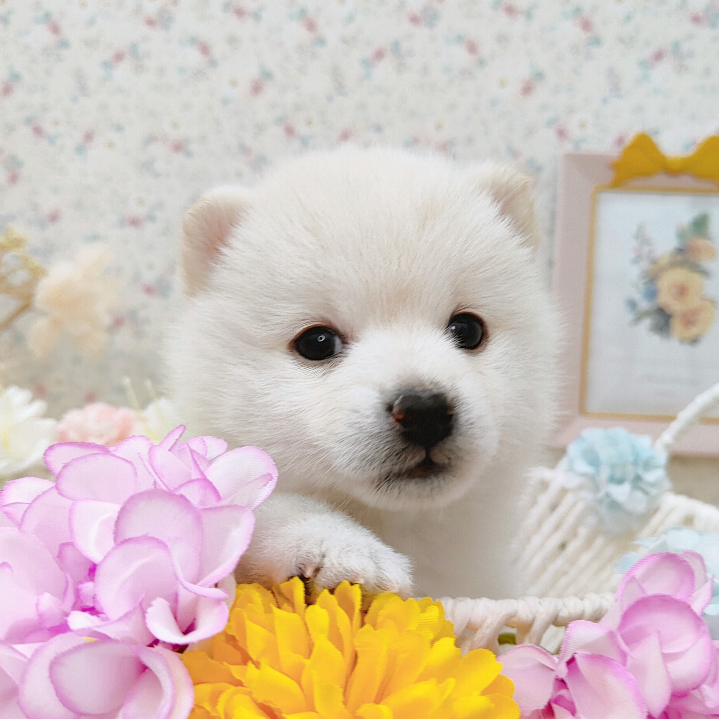 石川県のポメ柴/豆ポメ/ポメ豆柴(ポメラニアン×柴犬) (犬の家＆猫の里アミーゴ金沢有松店/2025年9月15日生まれ/男の子/白)の子犬の1枚目の画像